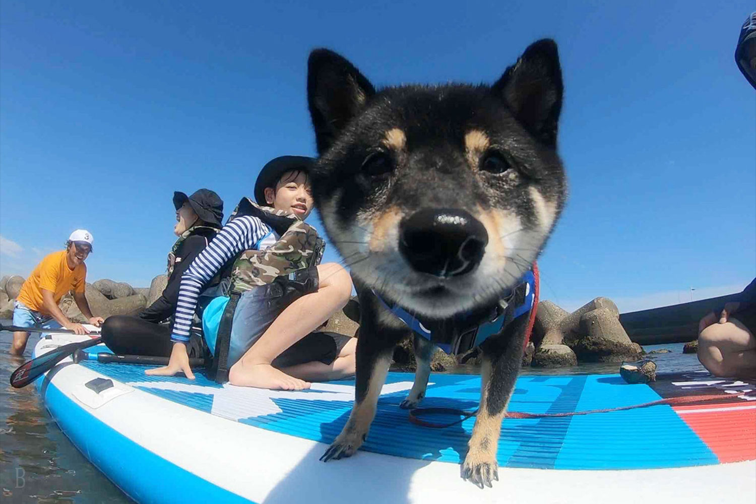 アクティビティ